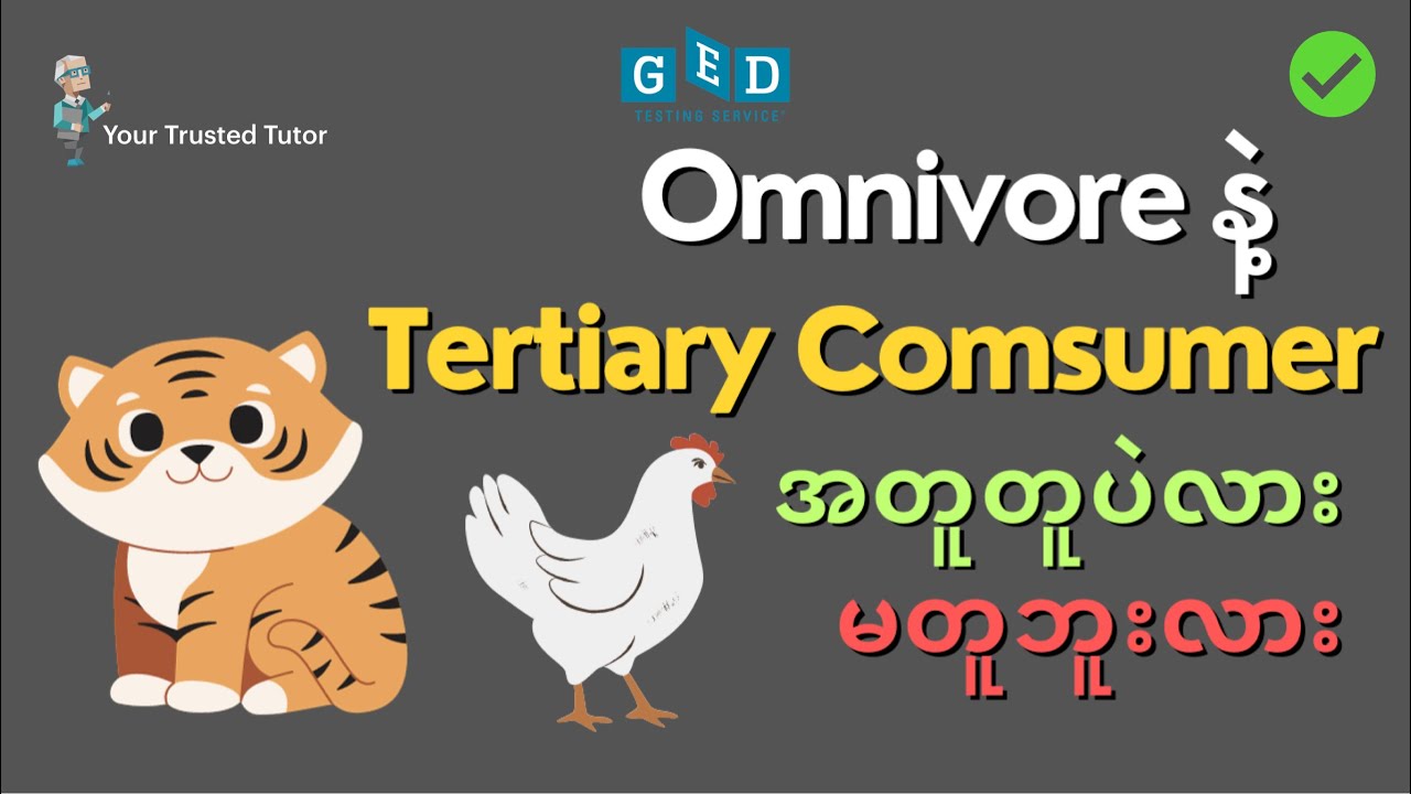 Omnivore ≠ Tertiary Consumer?? | Most Students Don’t Get It | GED Science | Life science | Ecosystem