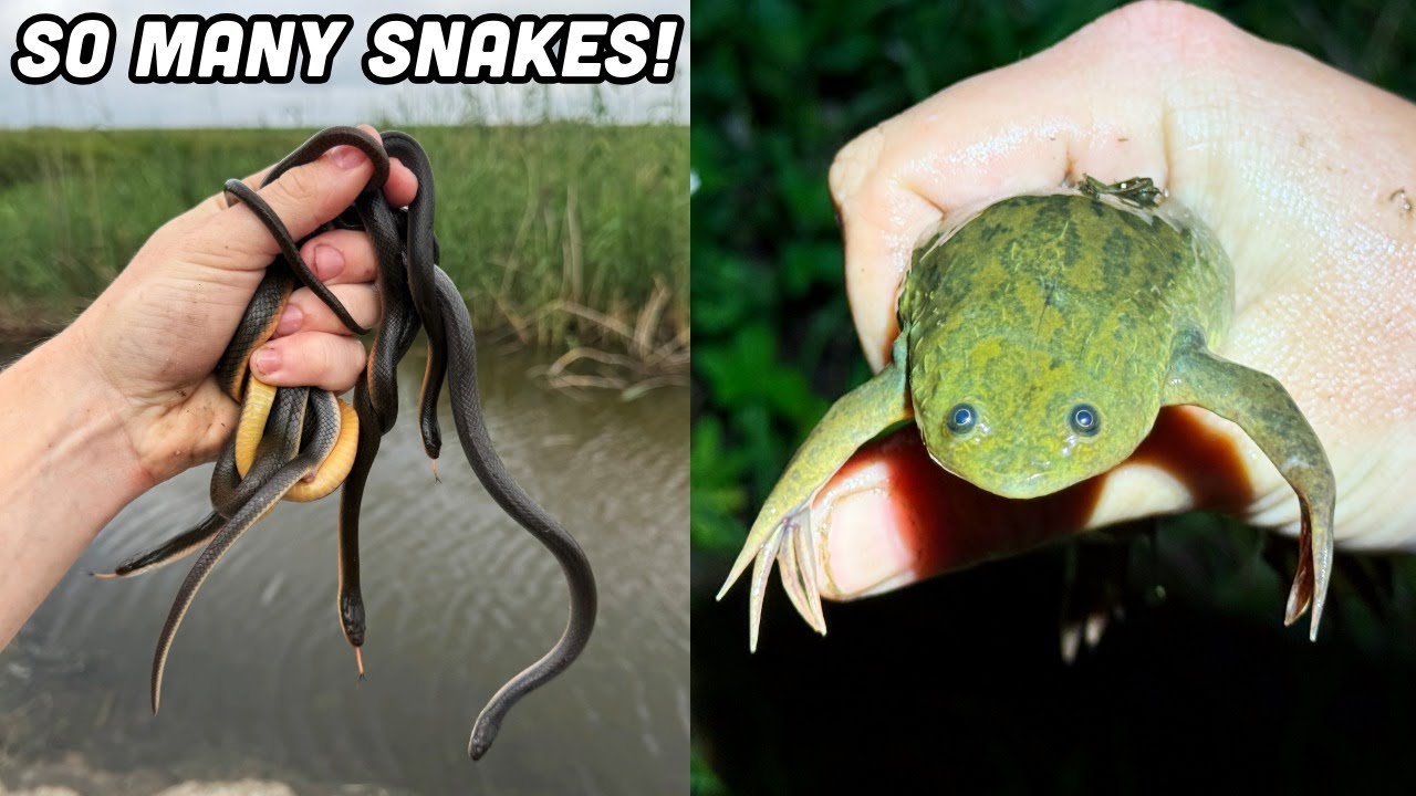 Snake Hunting in South Africa! Mystery Snake Bite, Clawed Frogs, and Lots of Snake Eggs!