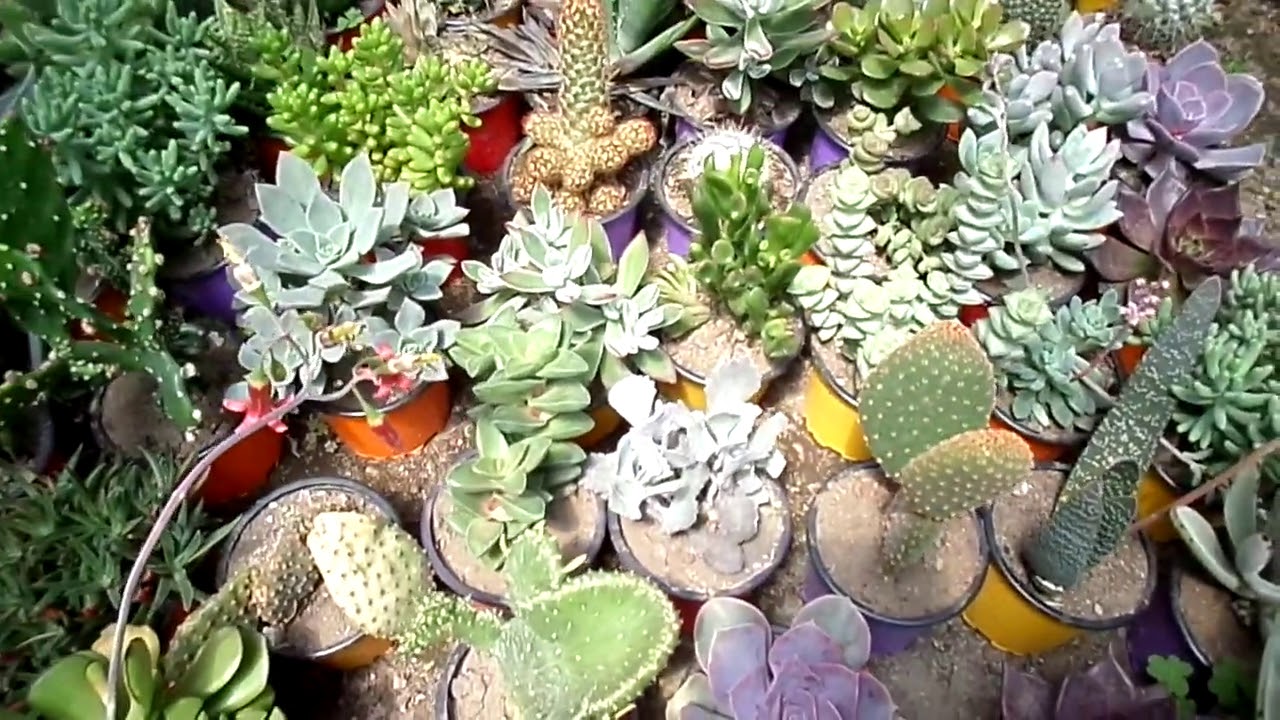 &iquest;D&oacute;nde comprar cactus y suculentas en Quito? Te muestro mi hueca...!!😍 🇪🇨