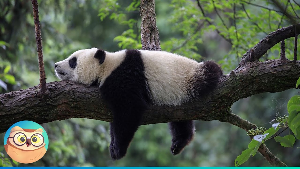 Unusual Sleeping Habits of Different Animals