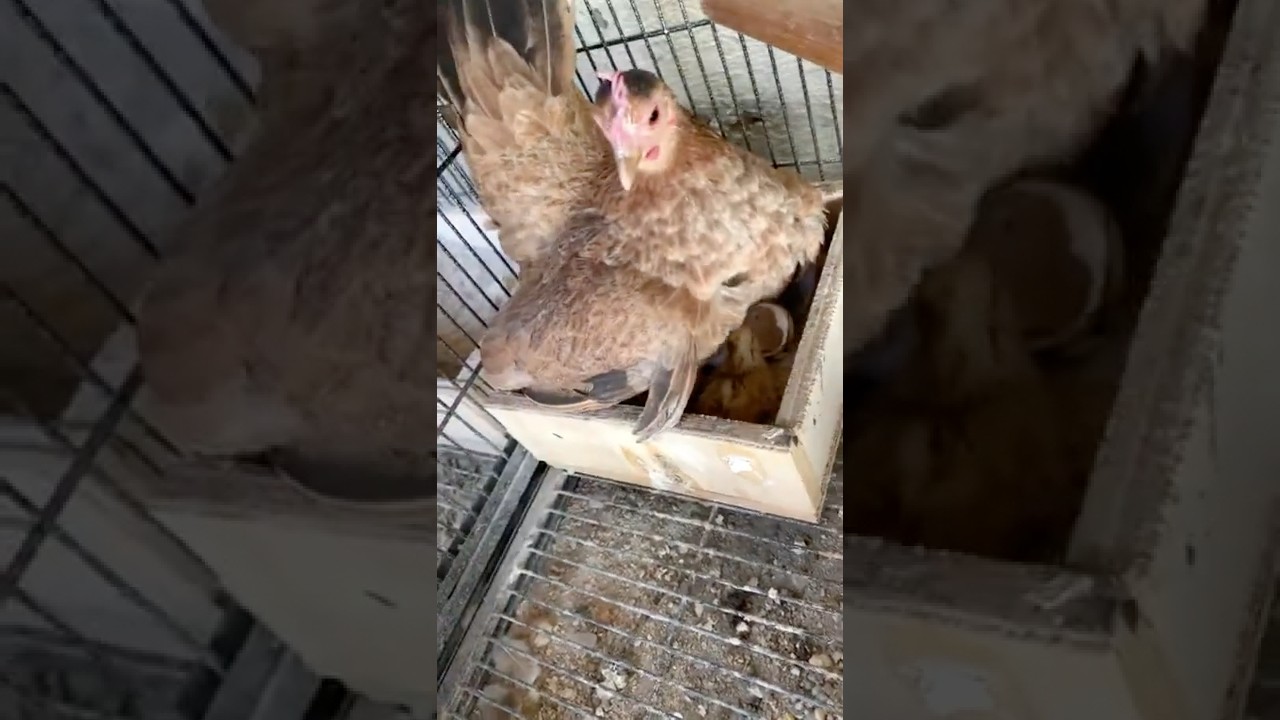 World&rsquo;s Smallest Chicken Breed: SERAMA HEN HATCHING CHICKS