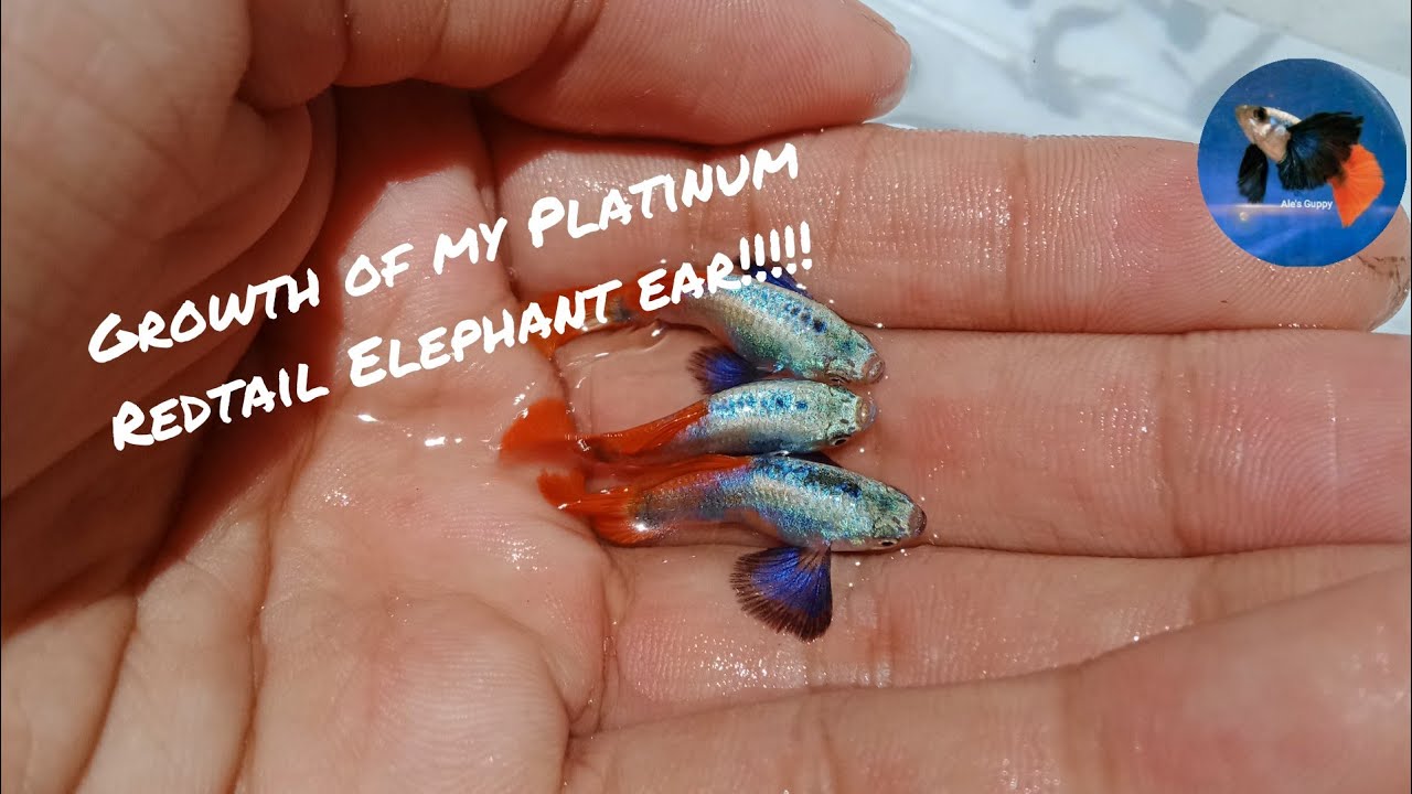 Growth of my Platinum Redtail Elephant ear ( Ale's Backyard )