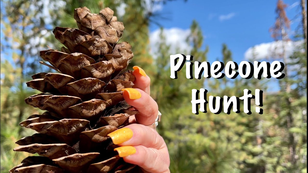 Crunchy walk in the forest! Paper bag crinkles~Nature sounds! (No talking version) ASMR