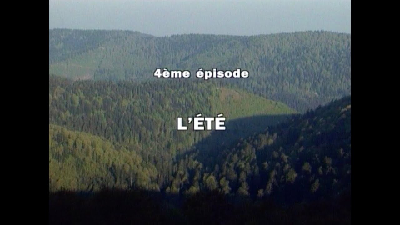 CHRONIQUE DE LA FÔRET DES VOSGES 4/4 : L'ÉTÉ (1995)