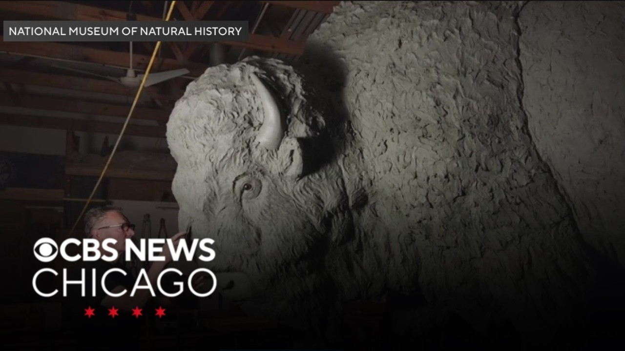 3 bronze bison statues will be on display at Field Museum on Monday