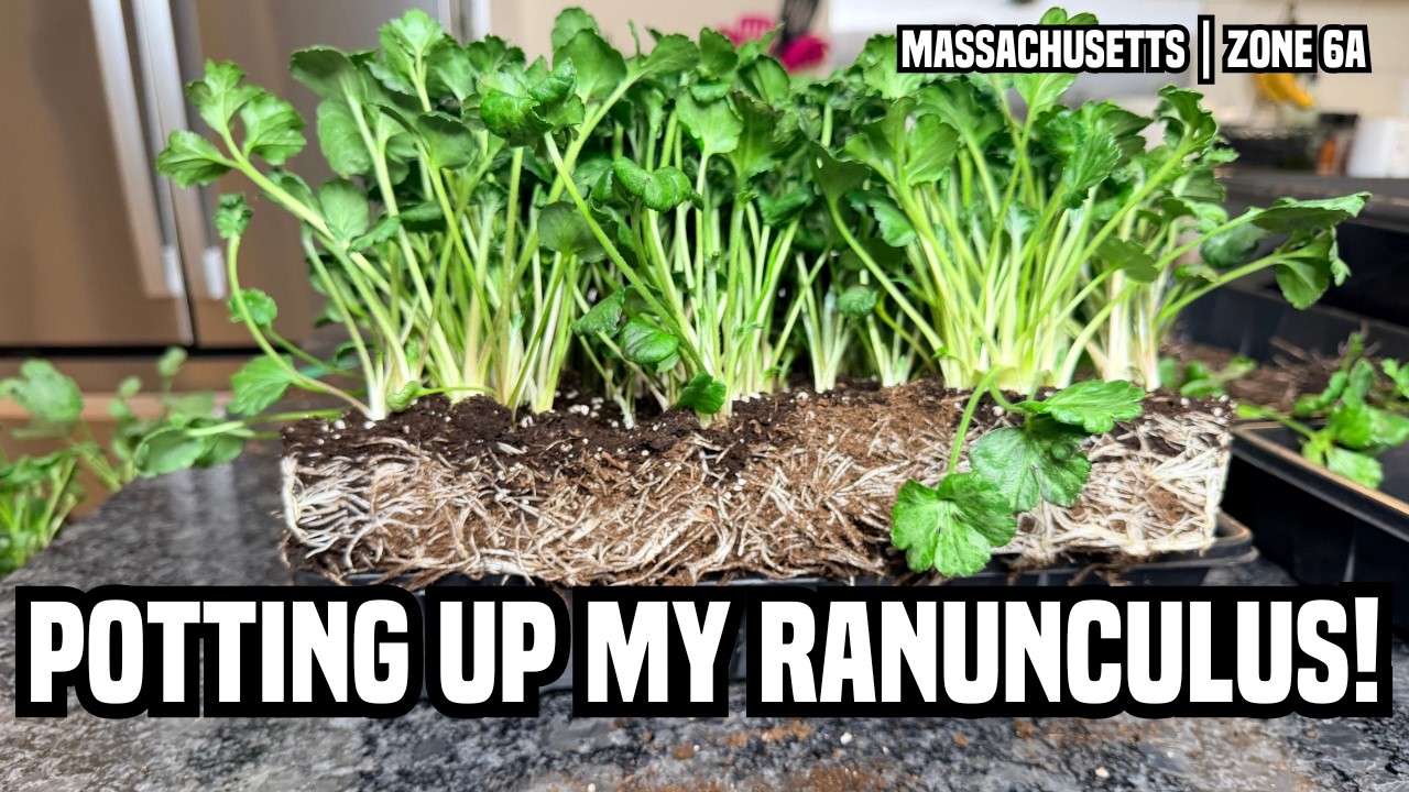 Potting Up Ranunculus: A Task I’ve Been Avoiding