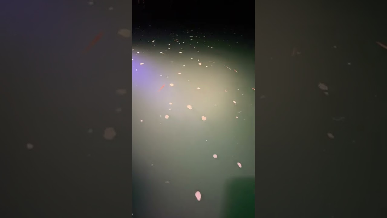CRAZY Swimming Ragworms!