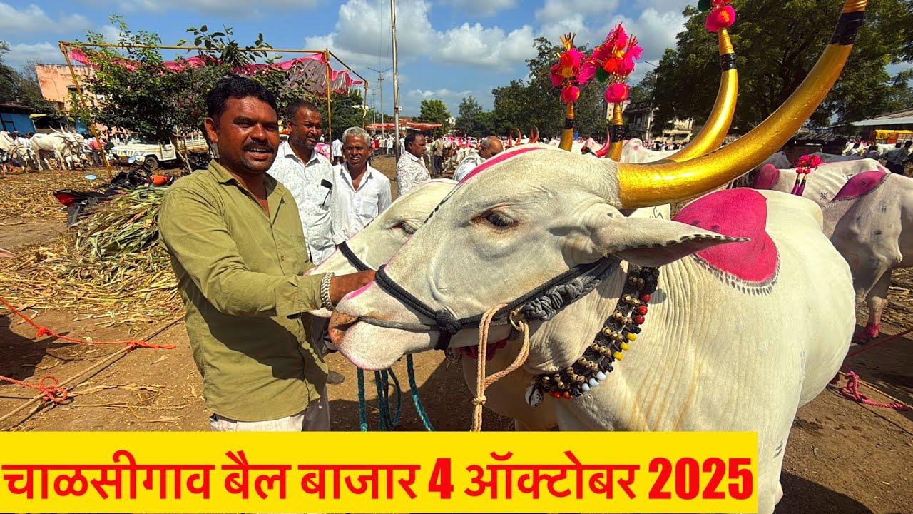 चाळीसगाव बैलबाजार live 🔴 4 ऑक्टोबर 2025 || Bail Bajar Chalisgaon #चाळीसगावबैलबाजार 