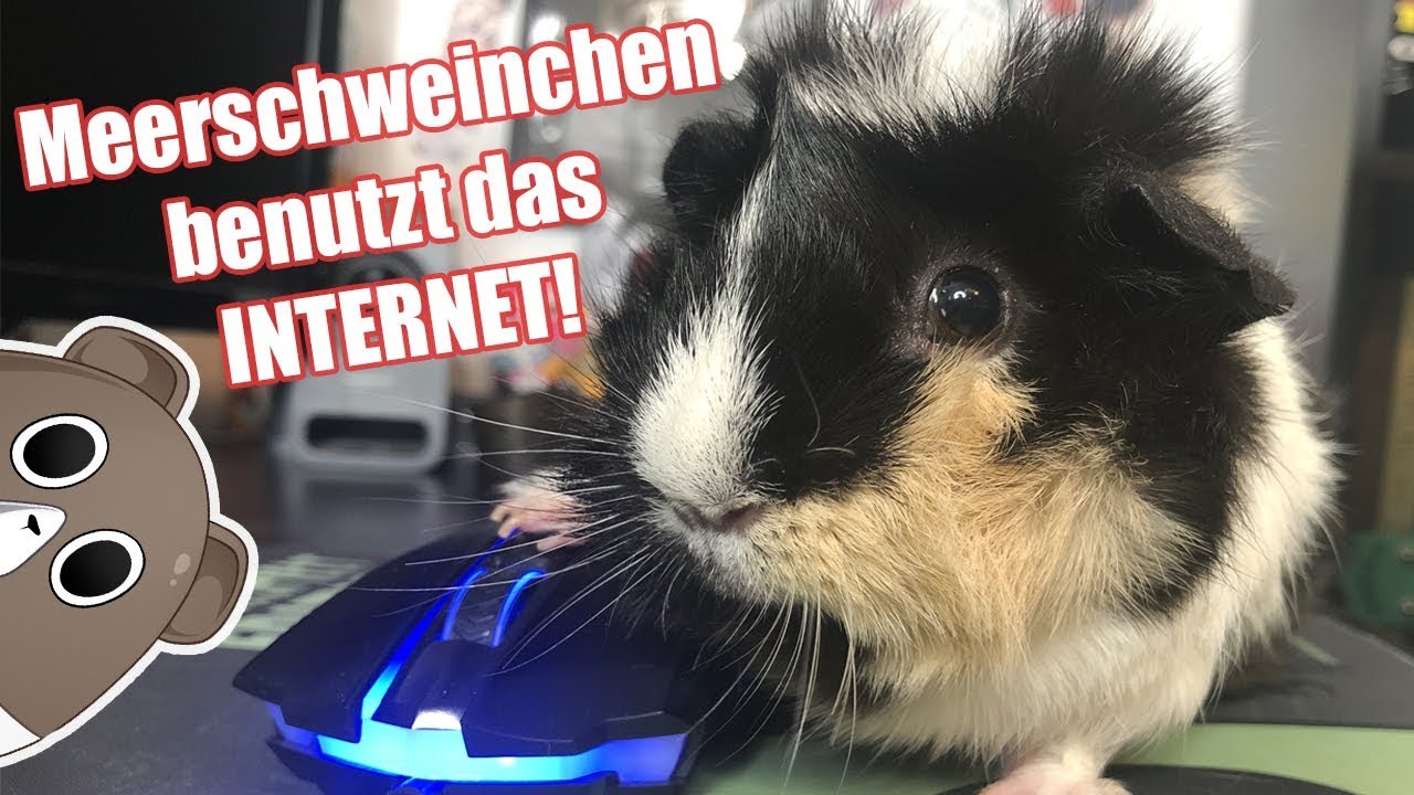 Ein Meerschweinchen kauft das Internet leer | Die Meeries