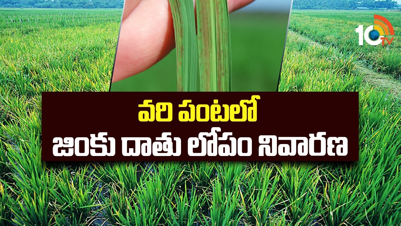 వరి పంటలో జింకు దాతు లోపం నివారణ | Managing Zinc Deficiency in Paddy Crops | Matti Manishi | 10TV