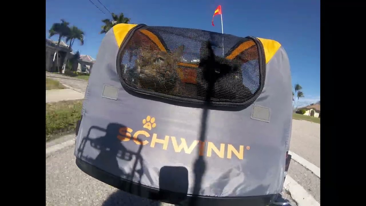 01 19 2026 Cat Adventure 600% speed