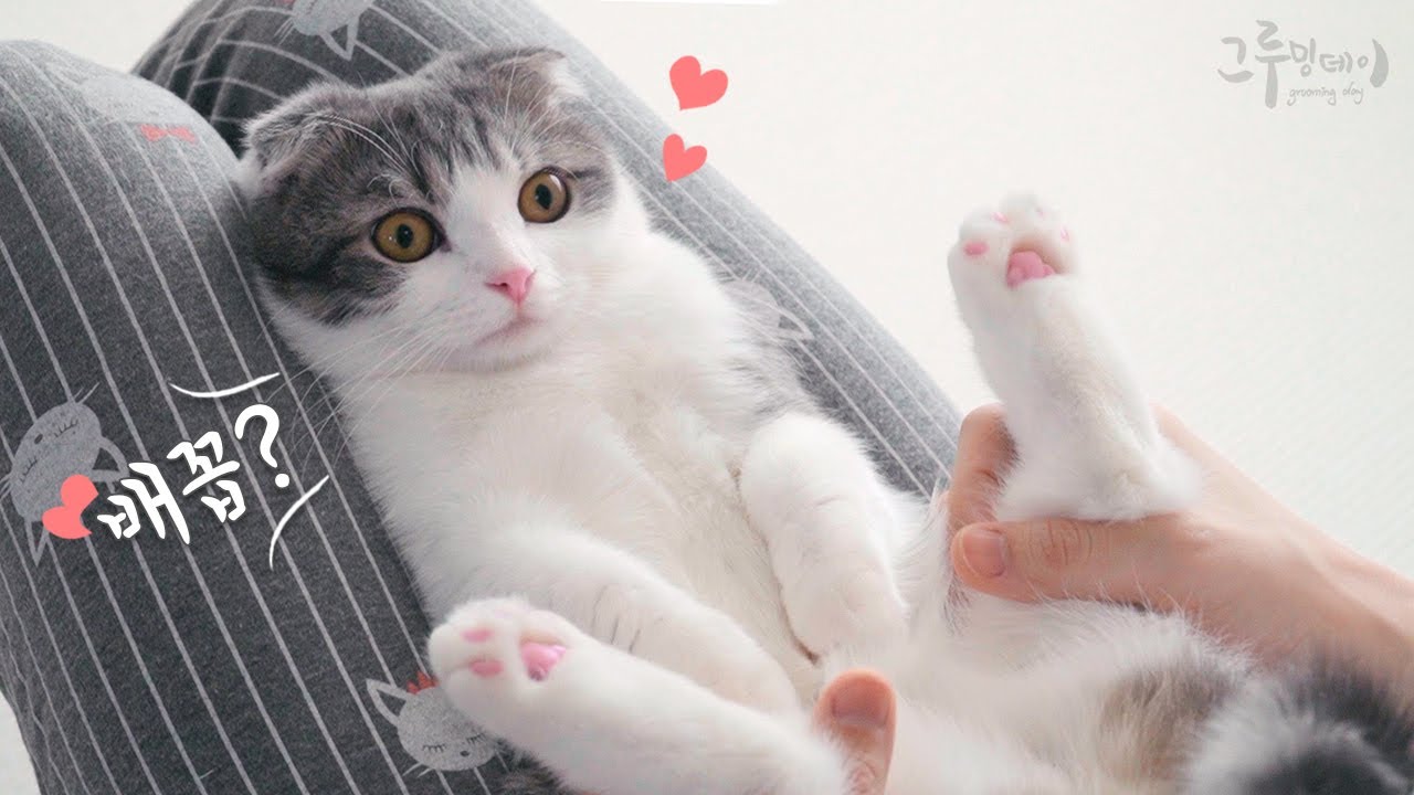 와! 이게 고양이 배꼽이라고?