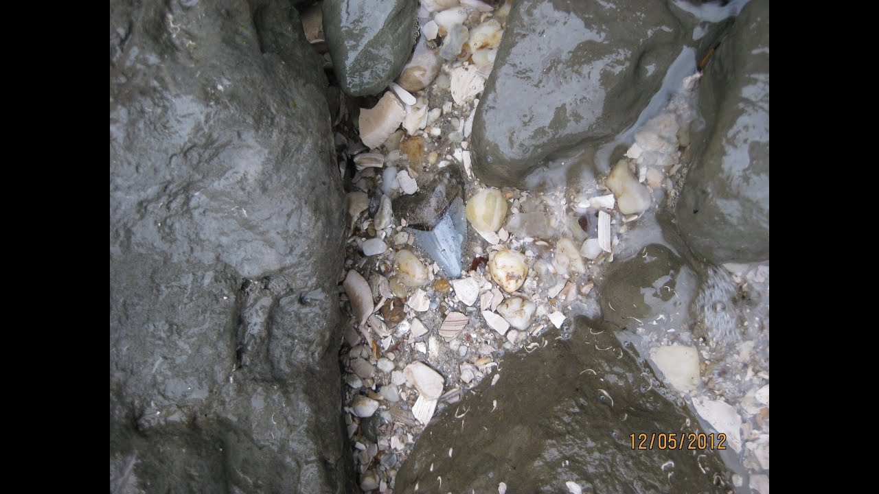 MEGALODON HUNTER...Maryland Fossil Treasure