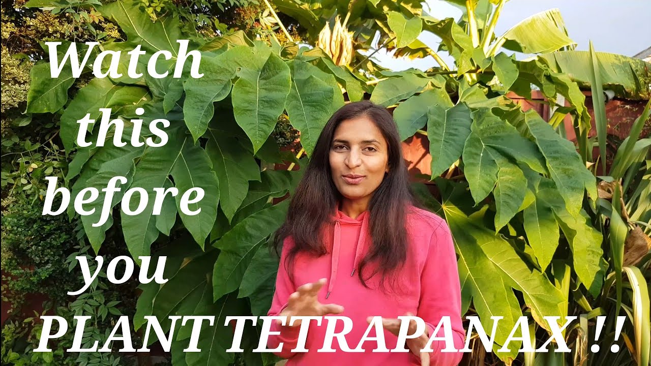 MUST WATCH Before Planting T. Rex Tetrapanax Big Giant Leaf