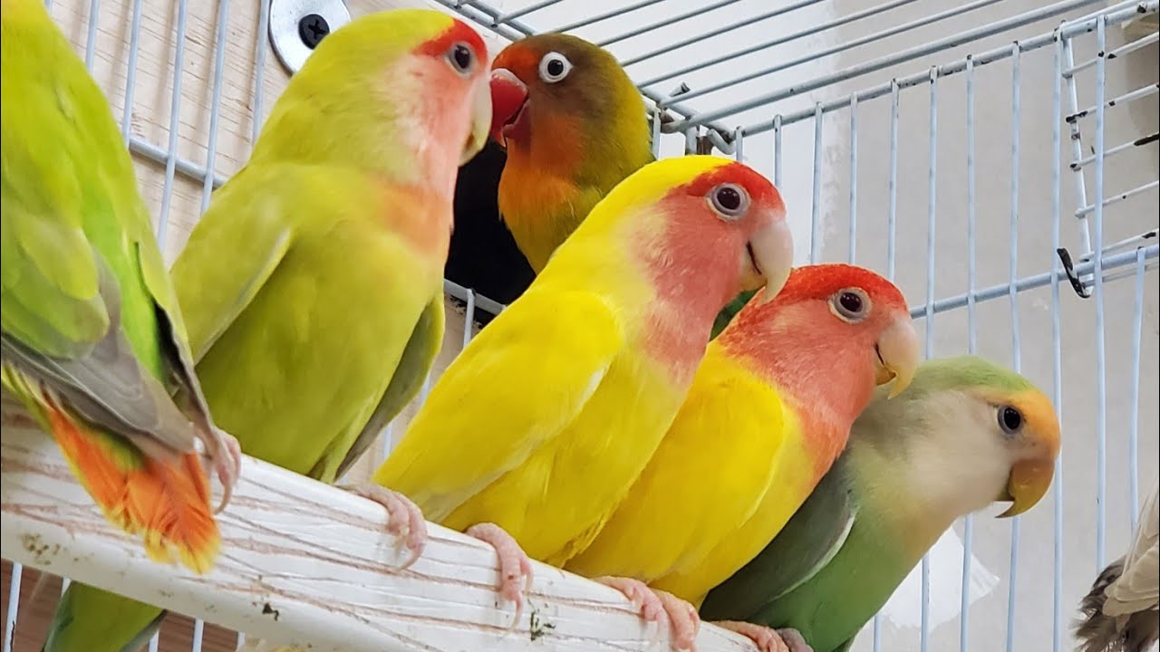 Love birds sounds long video 2.55 hours