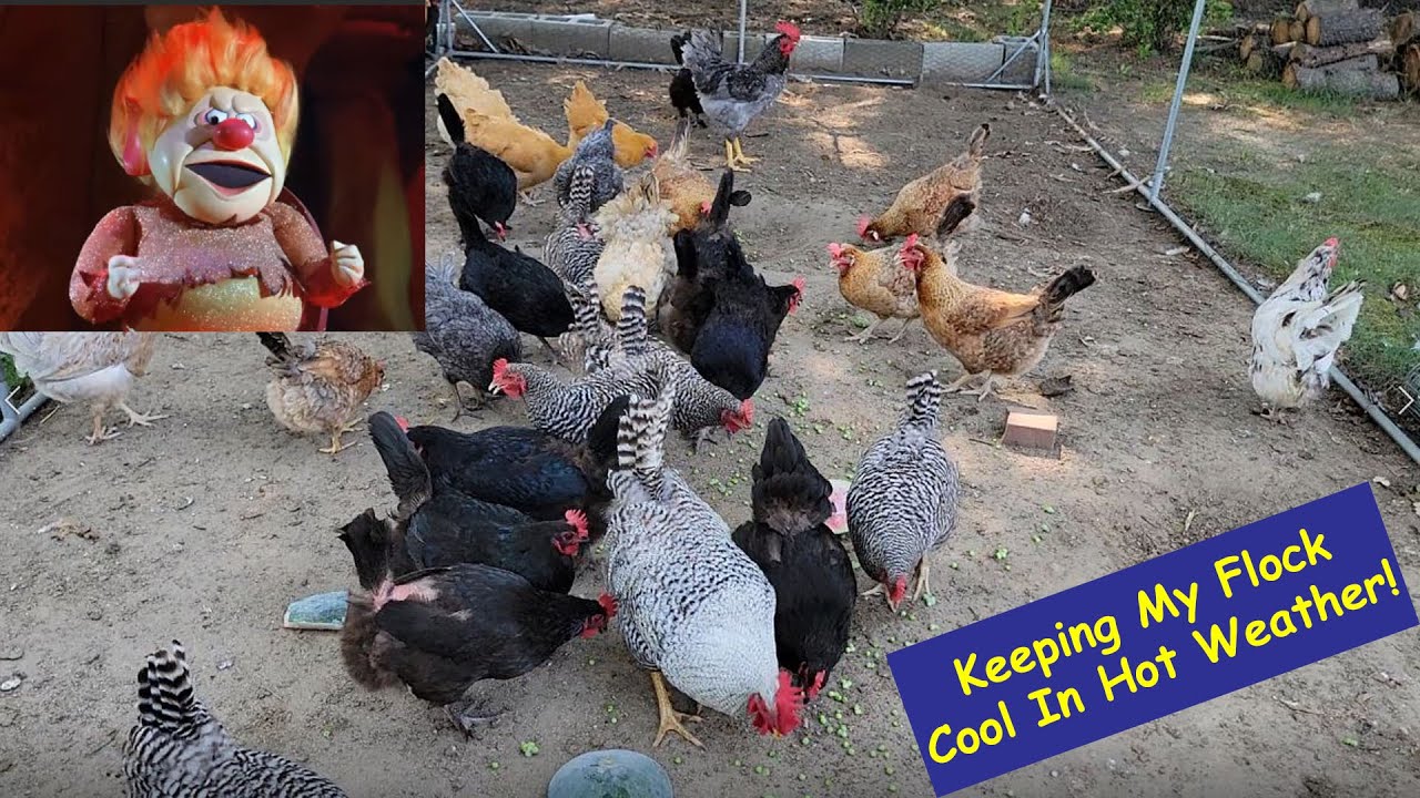 How To Keep Chicken Flock Cool In Hot Weather!