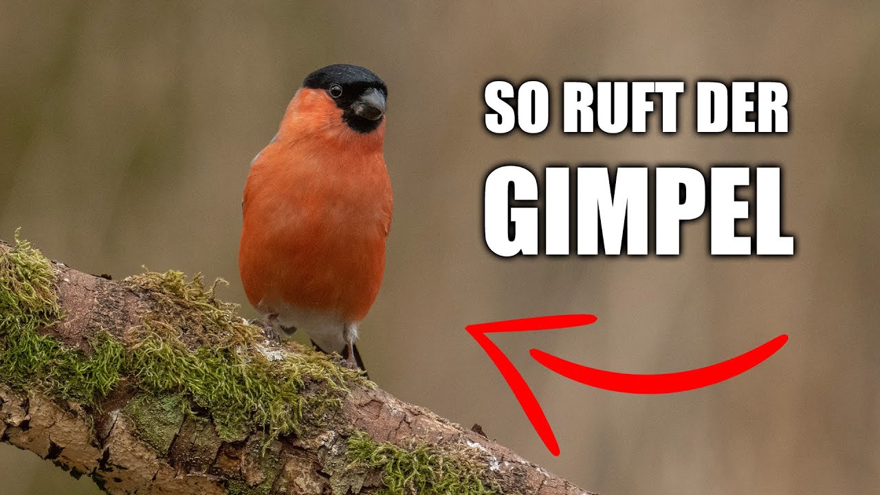 Gimpel - Vogelstimmen lernen