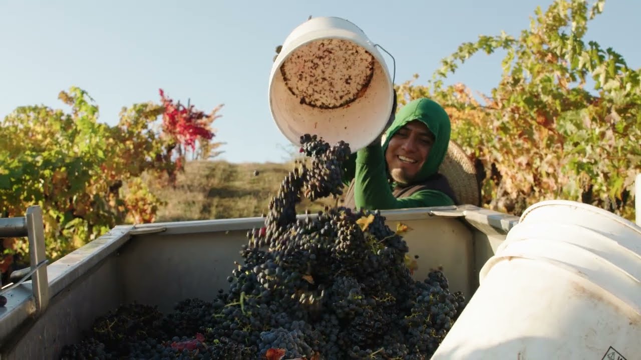 Harvest 2025 at Ridge Vineyards' Monte Bello Estate