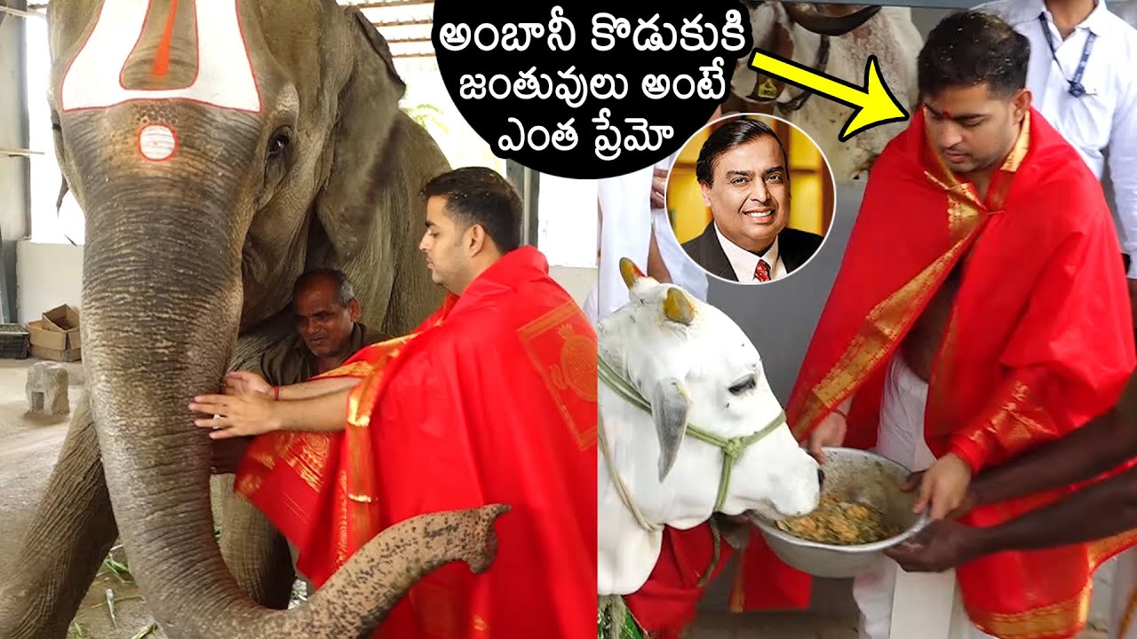 Akash Ambani Visits Tirumala Temple | Mukesh Ambani Son Akash Ambani | News Buzz