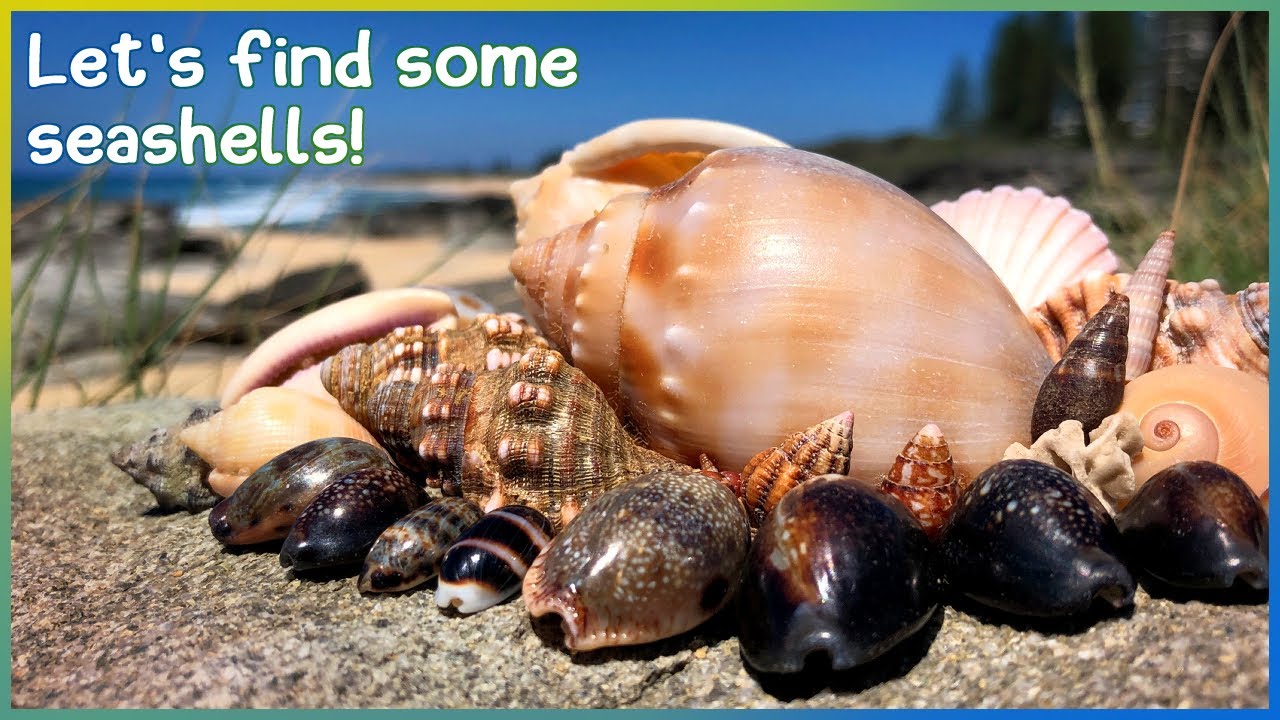Finding Seashells at Low Tide | Cowries in Rock Pools [Virtual Shelling]