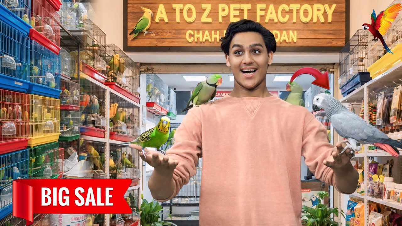 Big Sale|tame birds|talking|aj tota bhi ur gya|🦜🦅🦆🐥🐧🦜🦜🦜🦜