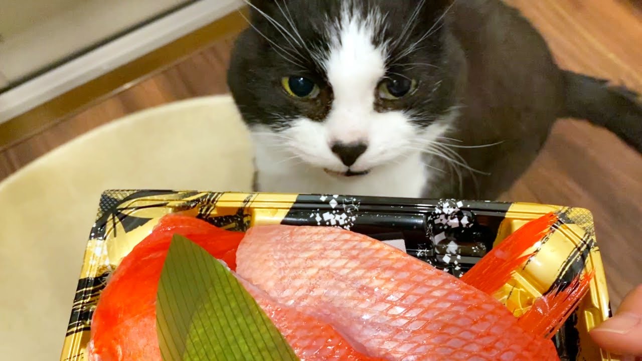 金目鯛に心躍る猫の味見係たち