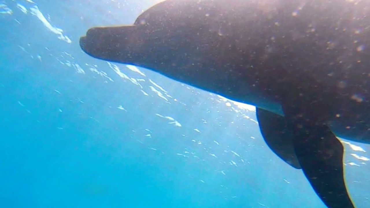 御蔵島ドルフィン🐬 ＆ 🧜‍♀️シスターズ