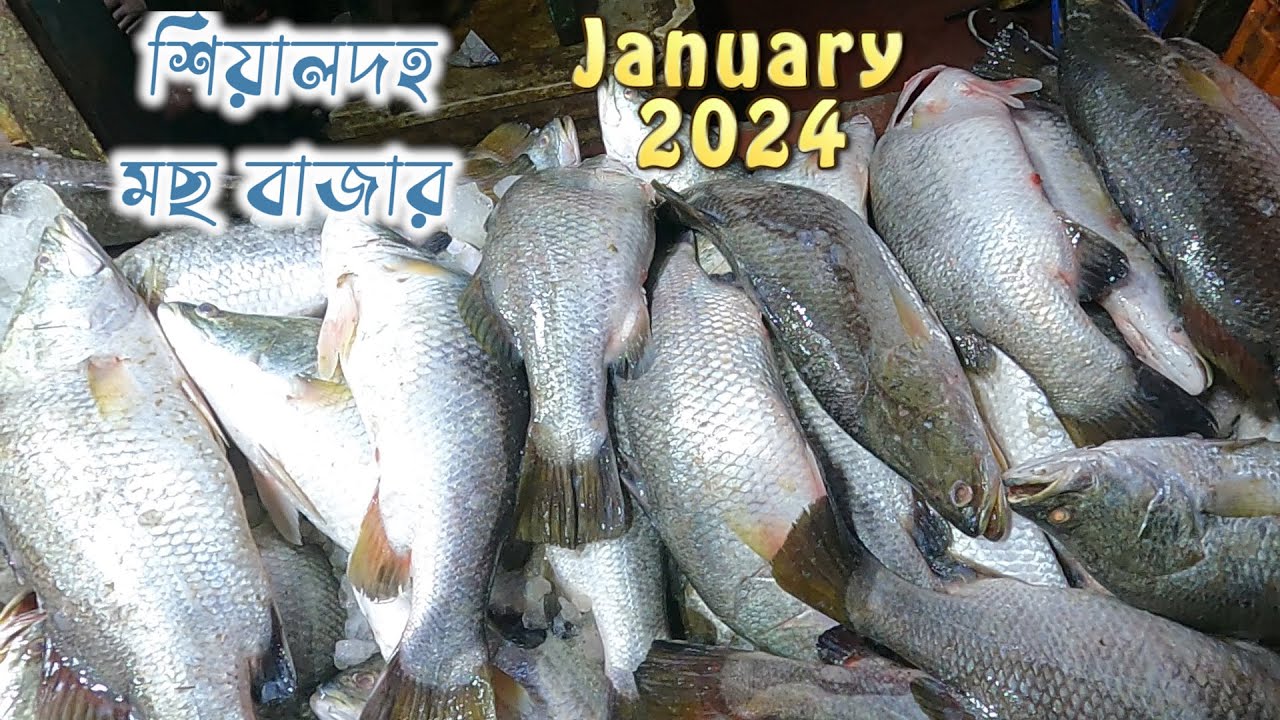 Sealdah fish market || শিয়ালদহে ভেটকি মাছের দাম 2024 || #fishmarket #fish #fishbazar