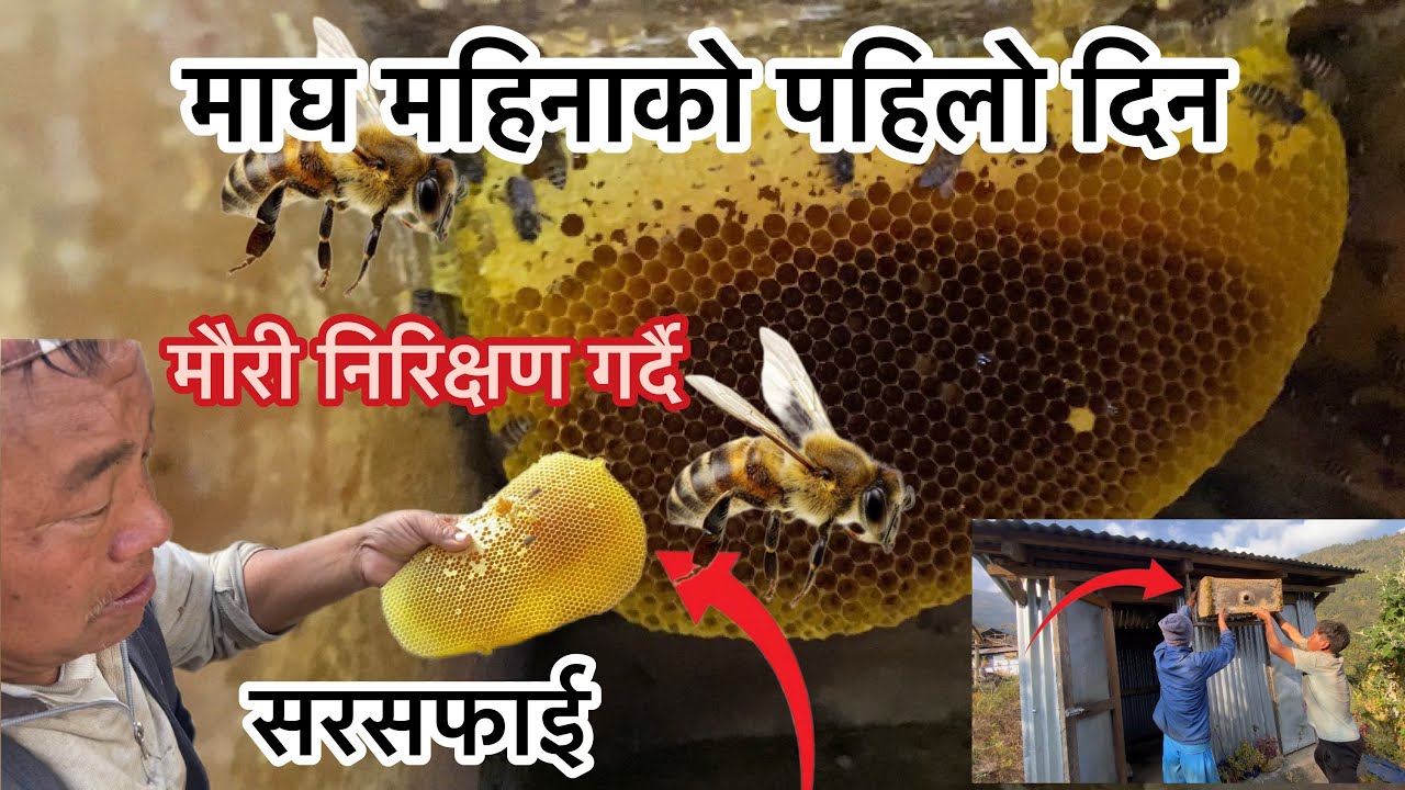 माघ महिनाको पहिलो दिन मौरि निरिक्षण साथै सरसफाई यसरी गरियो/मौरि पालन