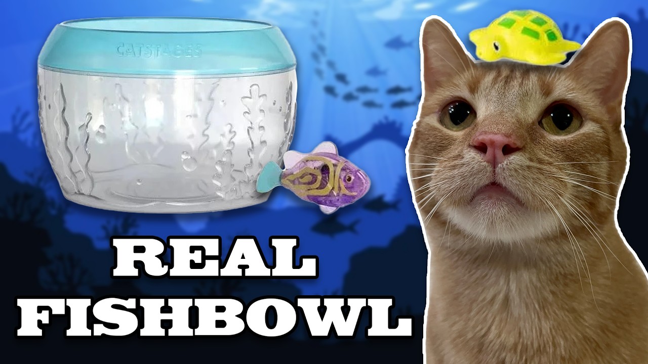 cats first time playing with fish