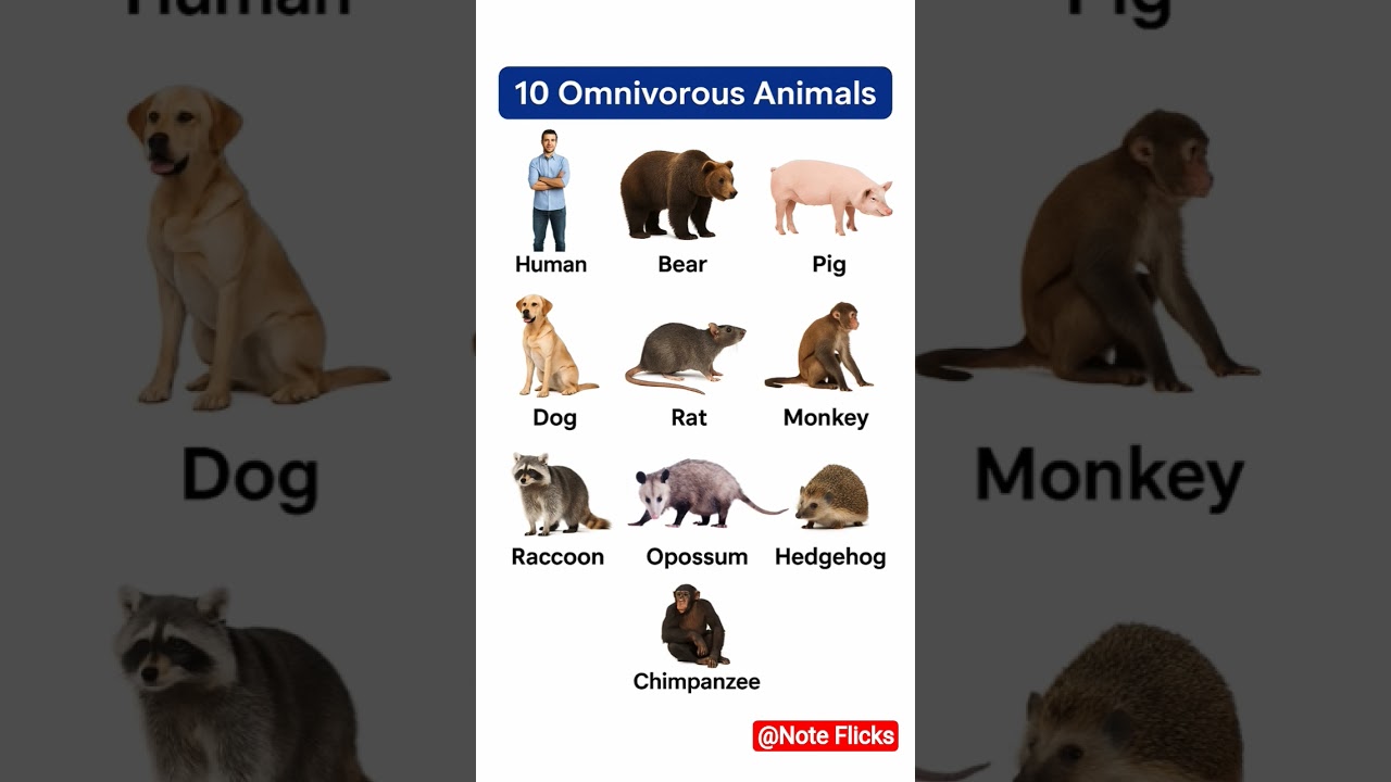 Omnivorous Animal | 10 Omnivorous Animal | Omnivorous Animal Name | Carnivorous Omnivorous | Animals