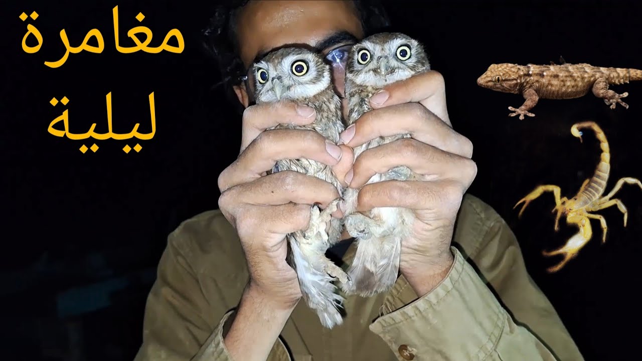 الحياة البرية في الفيوم - الجزء الخامس