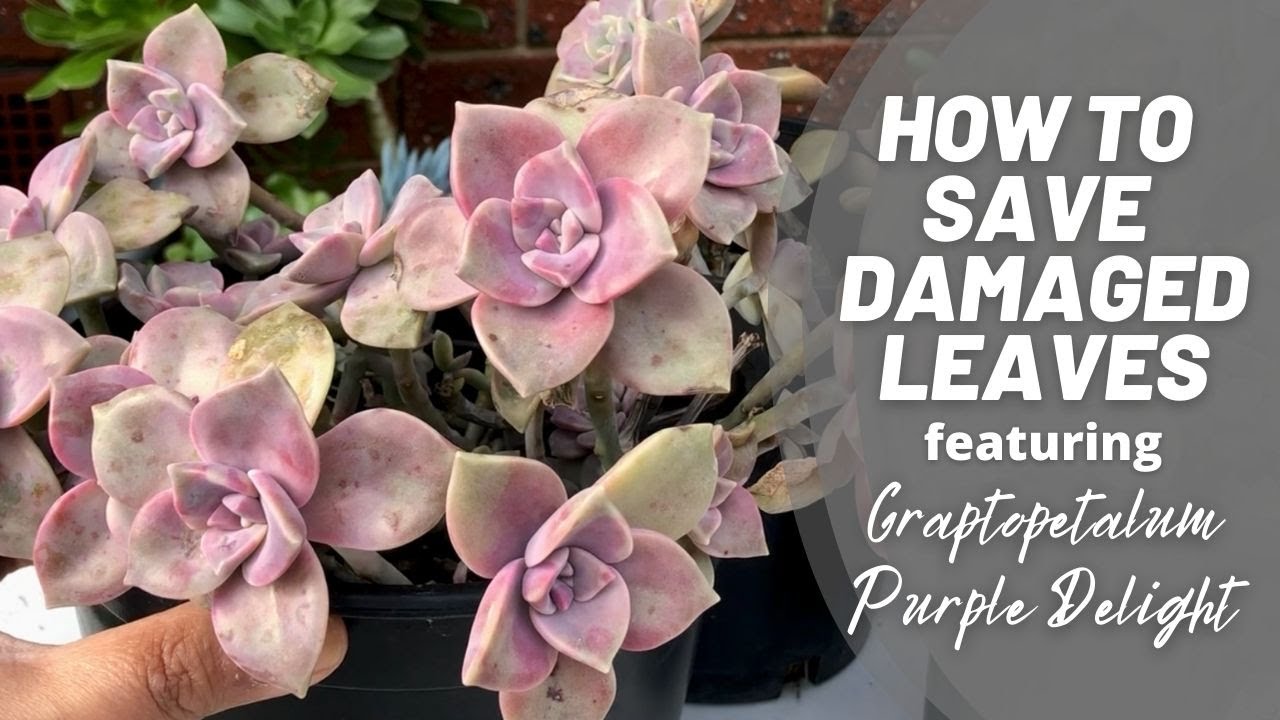 HOW TO SAVE DAMAGED SUCCULENT LEAVES: featuring Graptopetalum Purple Delight