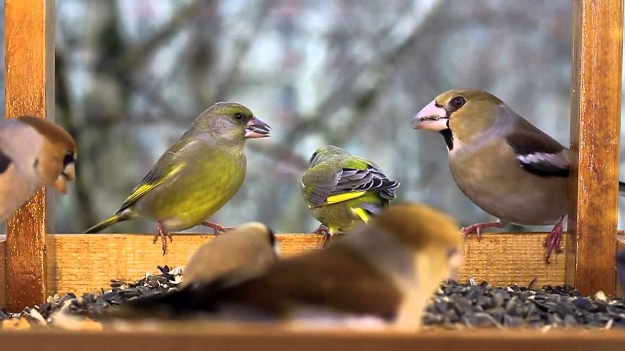 Madarak az etetőben - Winter birds in the feeder (Hungary)
