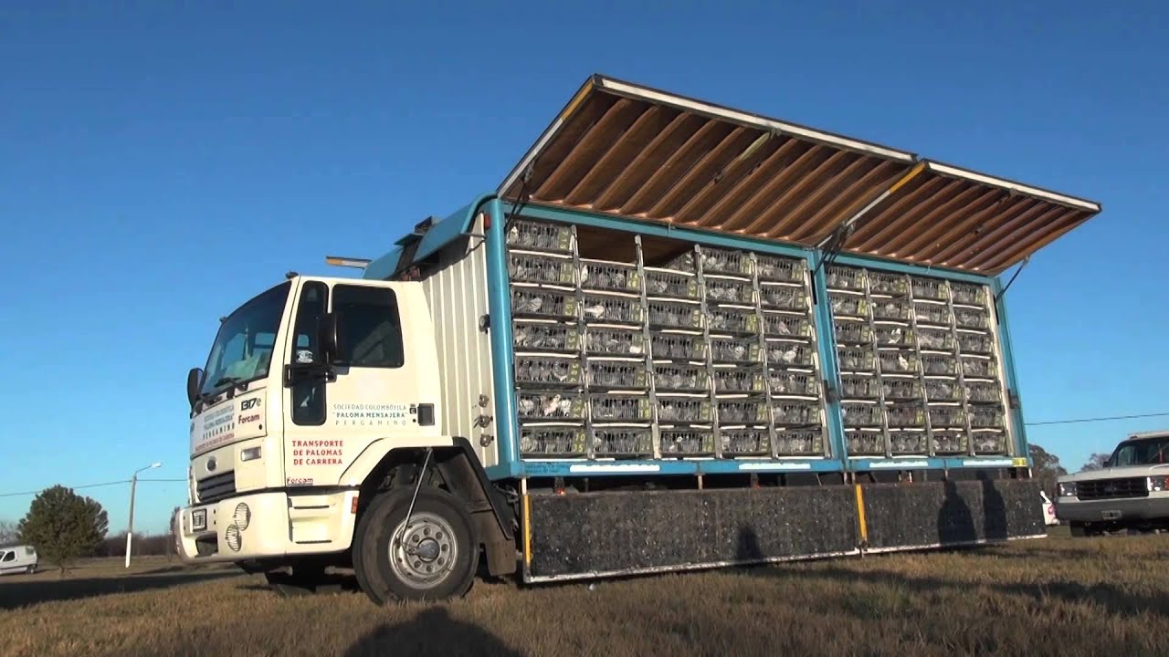 SUELTA DE PALOMAS SANTA ROSA 2015