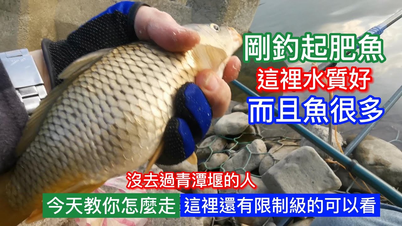 要釣魚的話，這裡魚多魚肥～水質又狠讚，魚也不難釣，所以青潭堰確實是個好地方