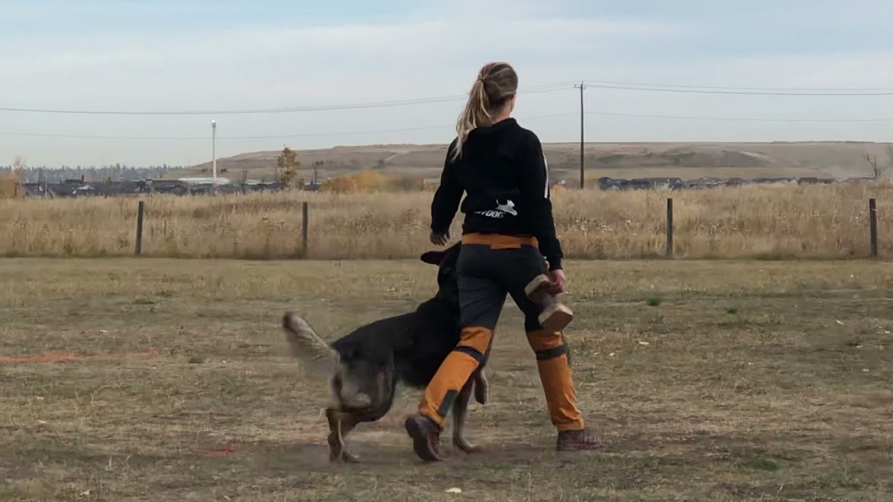 Yaro von Lindesfarne - IGP 2 Obedience - 92 SG