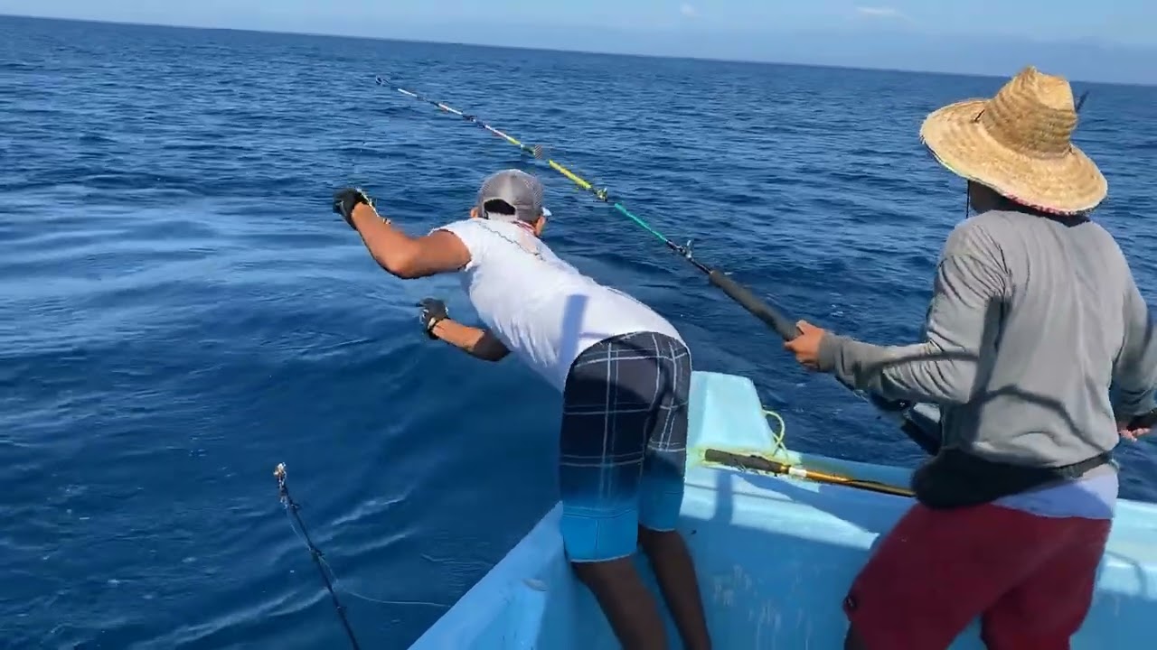 How to catch a swordfish Xiphias gladius
