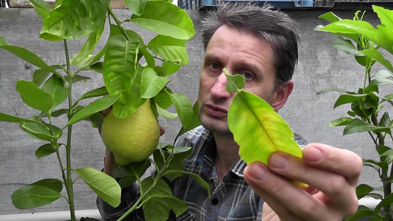 Лимон С. limon 