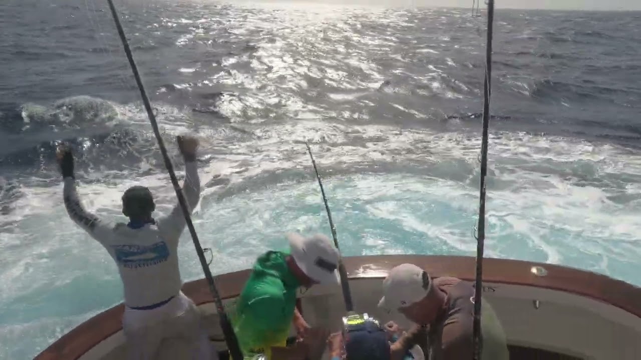 Blue marlin cape Verde #fishing #fish #bluemarlin #catchfish #bluemarlinfishing #capeverde #catch