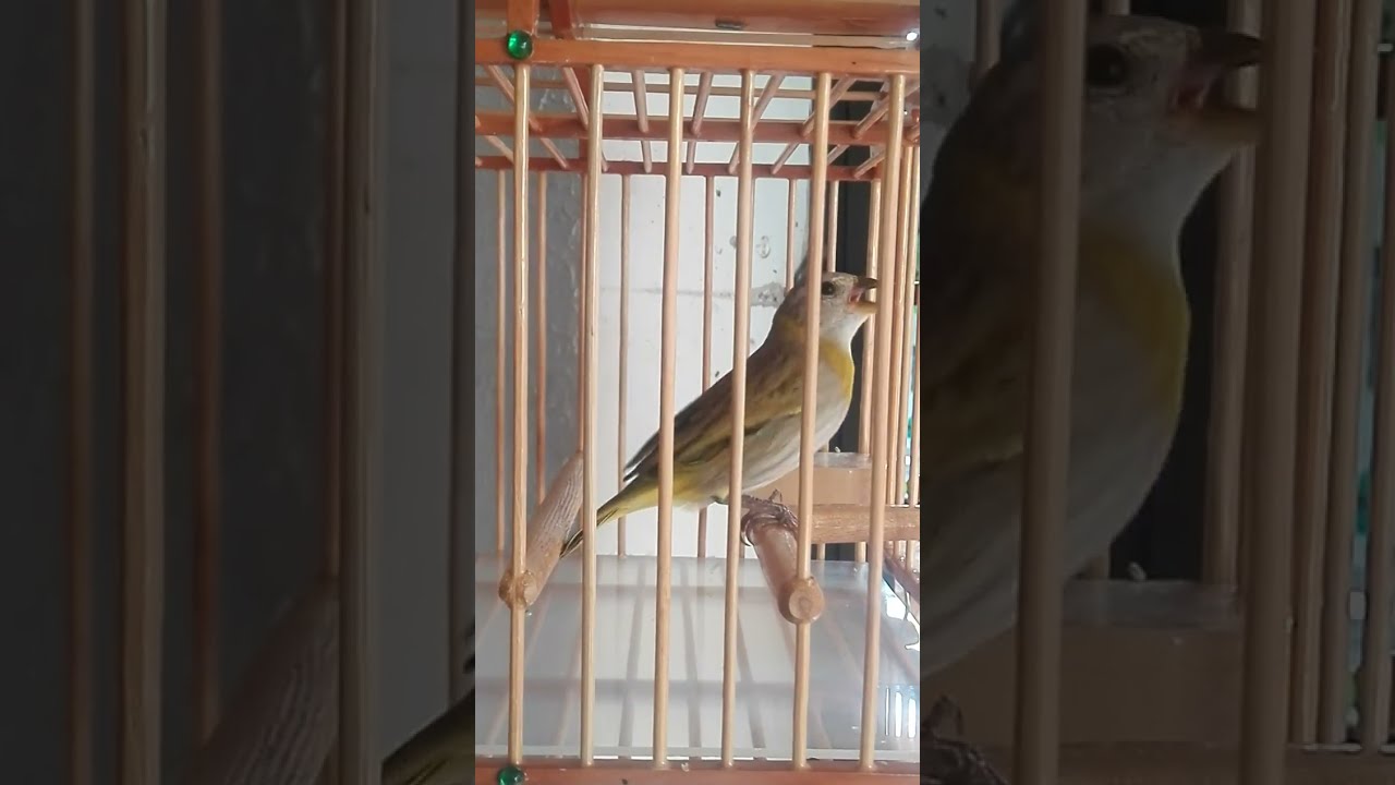 Canario cantor para enseñar.