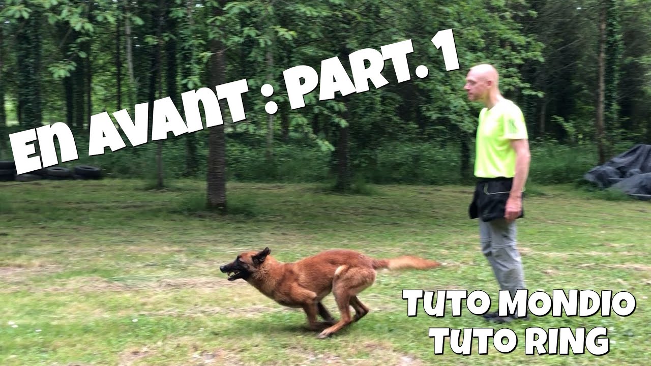 En avant part 1 : comment apprendre l’exercice à son chien - tuto ring tuto mondioring techniques