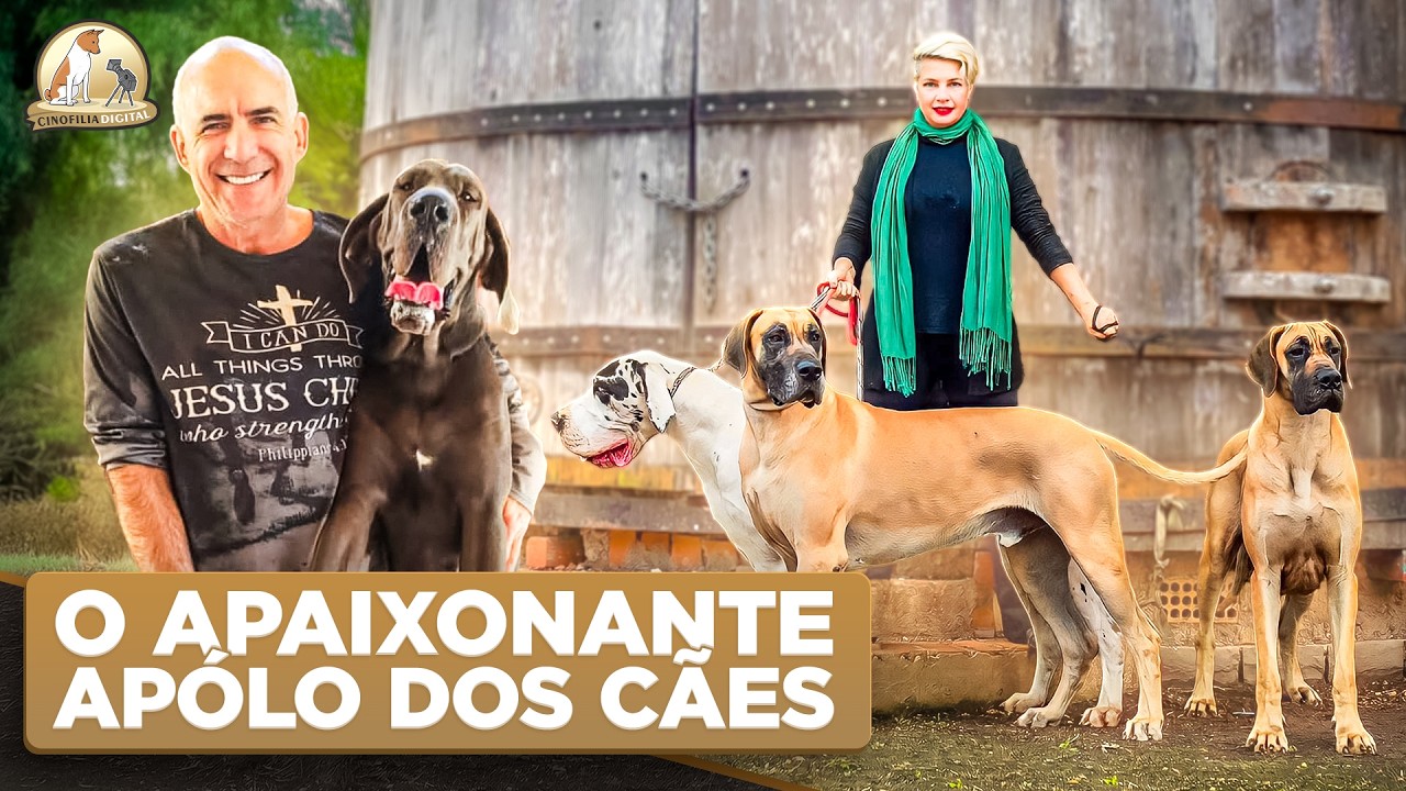 Como &eacute; o Dogue Alem&atilde;o Correto? Criadores Revelam | Cinofilia Digital