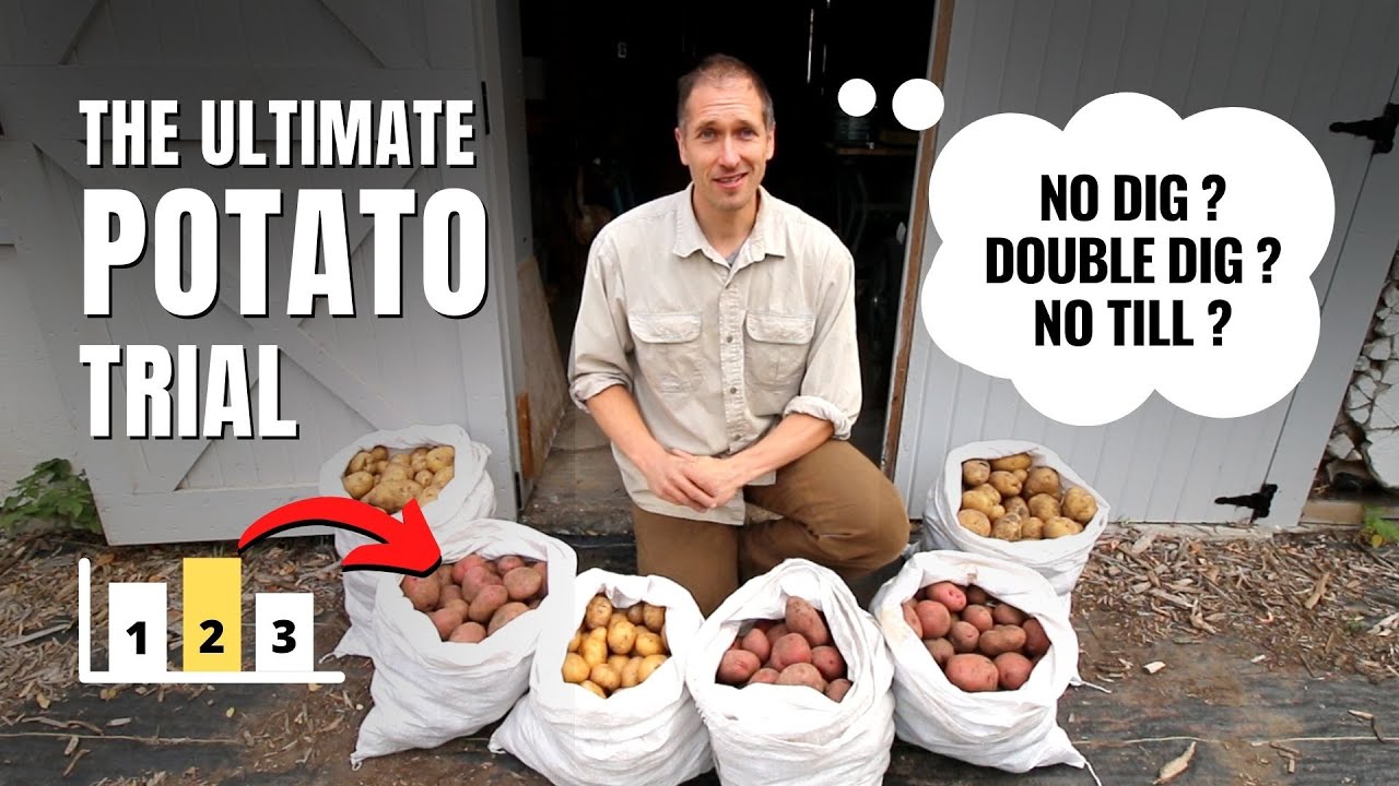 Can you grow potatoes without any digging? / No Dig vs Double Dig vs No Till