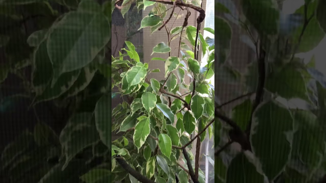 HoChameleon water fountain