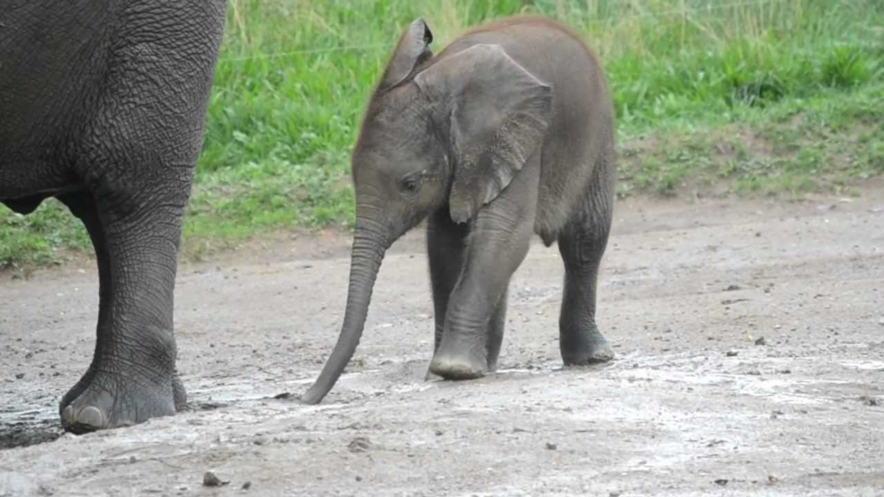 Nyah African Elephant Calf playing Indianapolis Zoo