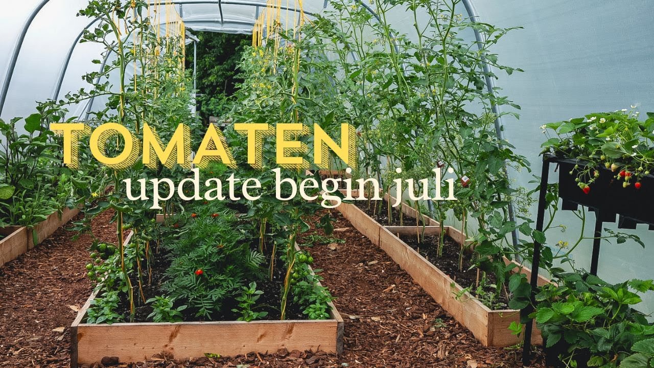 Tomaten update begin juli