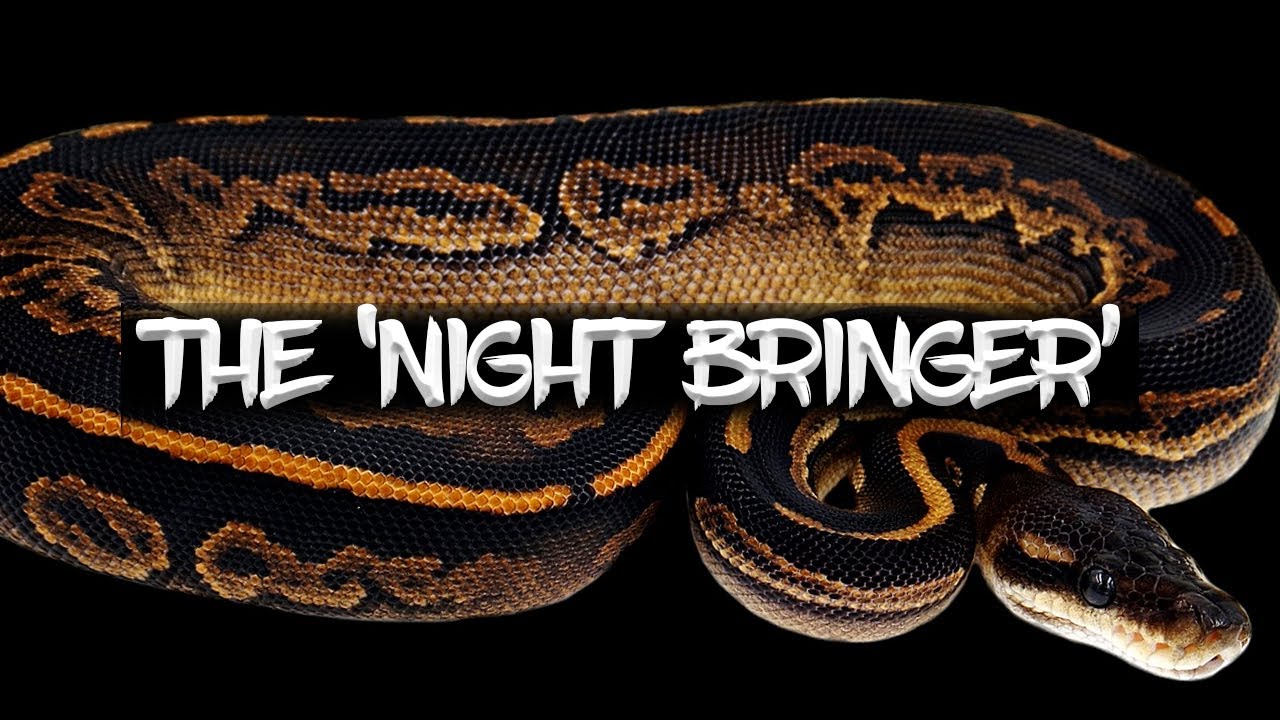 The 'Night Bringer' Ball Python