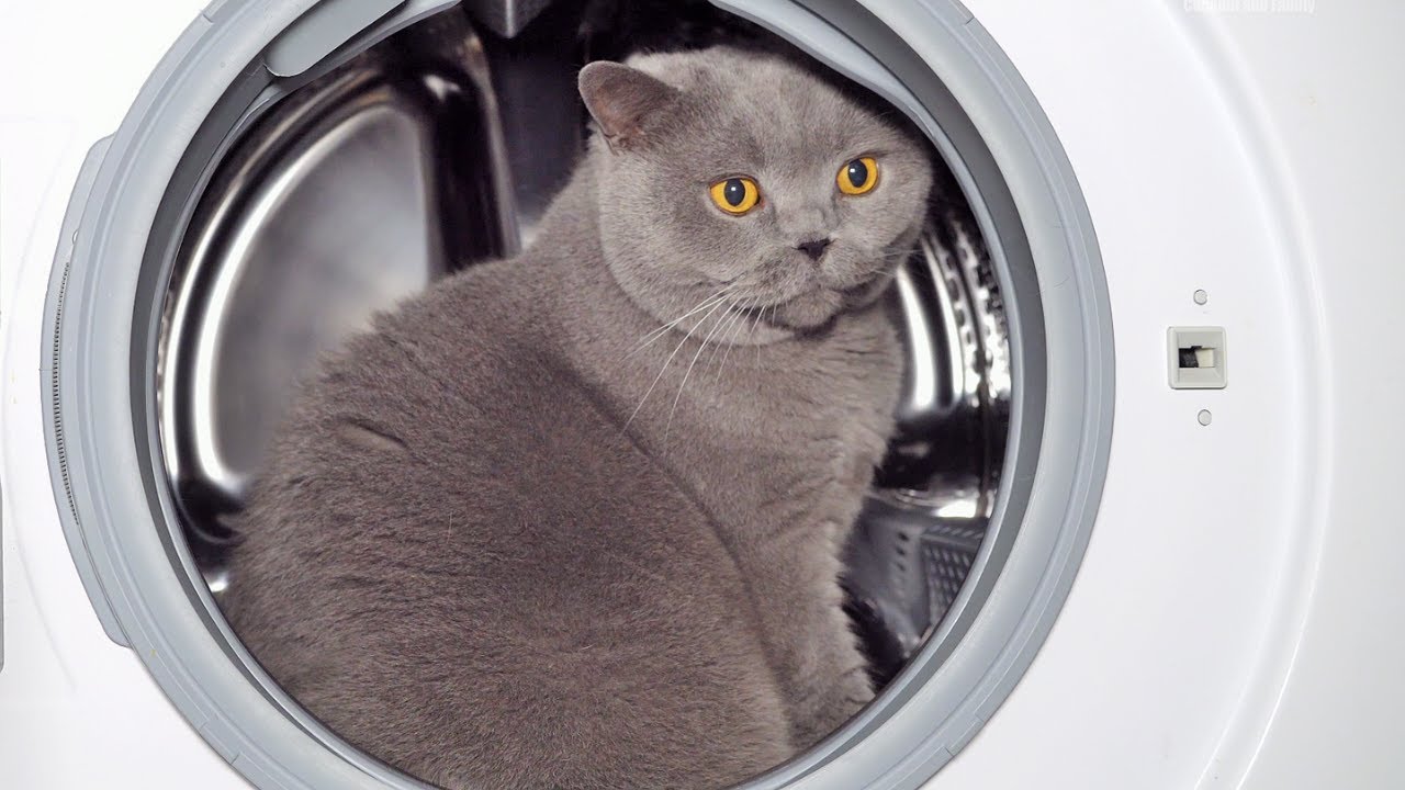 British Shorthair Cat vs Washing Machine