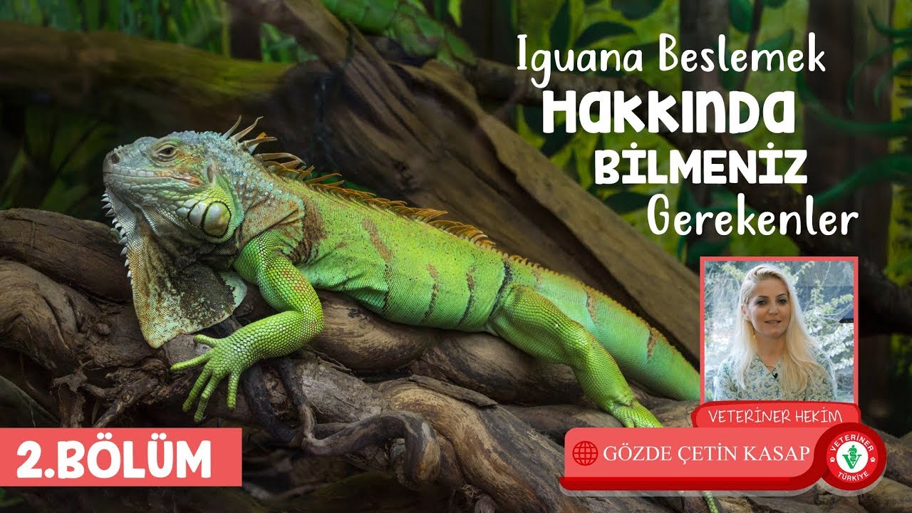 Iguanalardan insanlara hastalık geçer mi? Evde gezmeye nasıl alıştırılır?